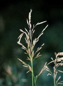 Smooth Brome Grass
