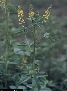 Yellow Blossom Sweetclover