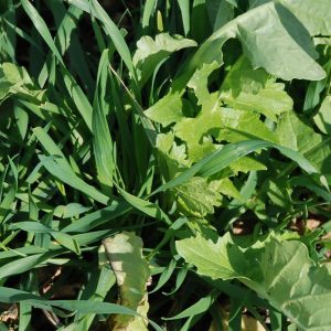 Chickling Vetch