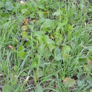 Collards